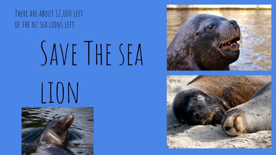 Being an advocate for animals Gus Levin Intermediate School